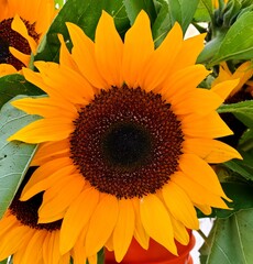 sunflower on a green background