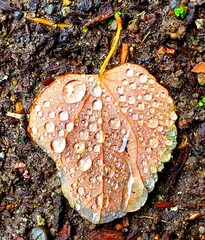 autumn leaves on the ground, dew drops