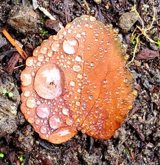 autumn fall leaf with dew drops on forest floor