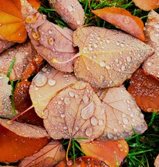 autumn leaves with dew drops