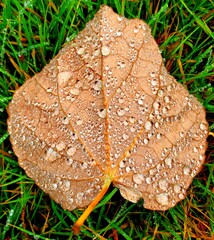 autumn leaves with dew drops