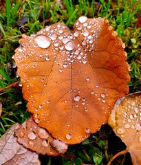 leaf with dew drops