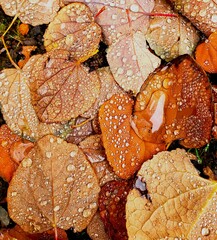 autumn leaves on the ground