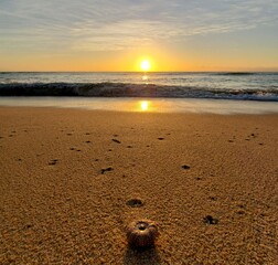 sunset at the beach, close up sand, seashell, wave, reflection
