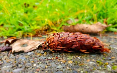 pinecone close up on ground, grass
