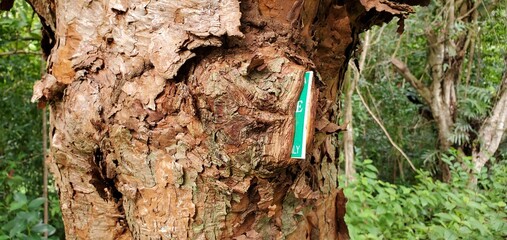 tree trunk in the forest eating a sign