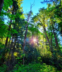 sun rays in forest