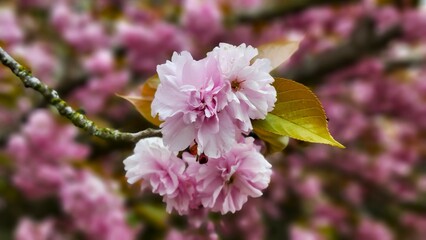 close up of pink flowers