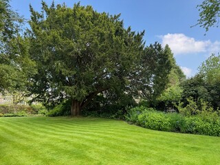 Trees in Country Garden