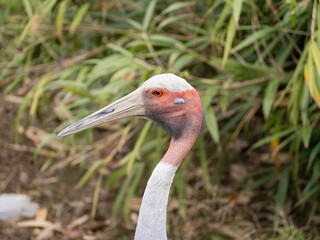 Closeup of a Australian crane. Red tones and elongated beak