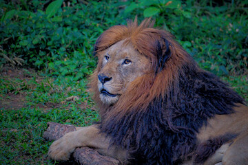 Lion on grass