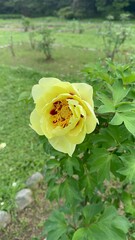 Yellow flower