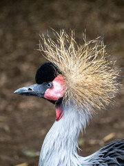 Portrait of a crowned crane (Balearica regulorum)