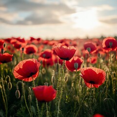 Obraz premium Vibrant Field of Red Poppies in Full Bloom