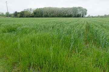 Oat field in summer . Tuscany, Italy