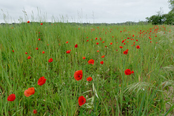 Cultivated field with poppies in summer . Tuscany, Italy