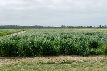 Oat ( Avena novella antonia ) field in summer . Tuscany, Italy