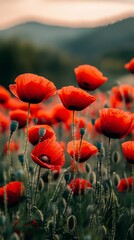 Obraz premium Vibrant Field of Red Poppies in Full Bloom