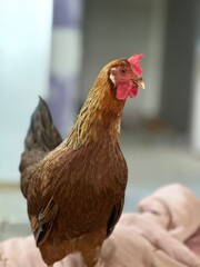 Hen with Floppy Comb