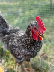 Grey and White Rooster