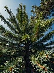 Top view of a large green pine tree against a clear blue sky.