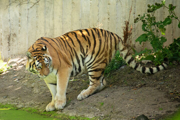 Siberian tiger