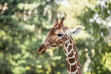 giraffe head, against the background of trees, giraffe, neck, mammal, Africa, anatomy, animal, Giraffa camelopardalis 