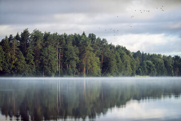 Fototapeta premium Morning on a forest lake, ducks are flying across the sky.Fog on the lake.Morning fishing.