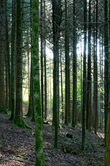 Forêt