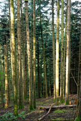 Naklejka premium Forêt