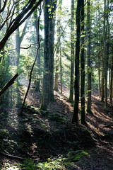 For&ecirc;t