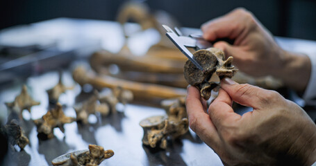 Close up of measuring bones of prehistoric human or animal using professional tool. Archaeologist...