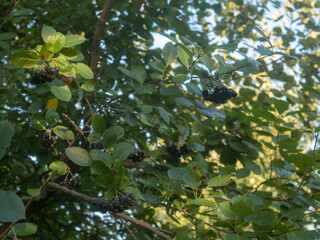 branches of black rowan with ripe berries