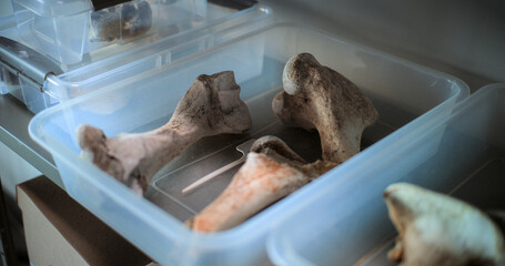 Bones, remains of prehistoric human or dinosaur skeleton. Fossil specimens lying in box in...