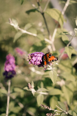 butterfly on a flower