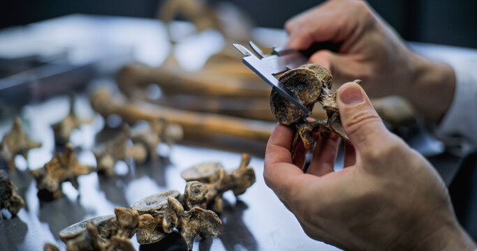 Close up of measuring bones of prehistoric human or animal using professional tool. Archaeologist or scientist takes measurements of fossil remains of extinct dinosaur in archaeological laboratory.