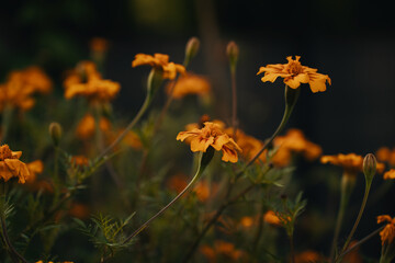 orange flowers in the garden