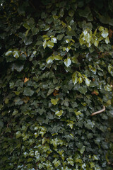 leaves on the ground