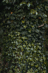 leaves on the ground