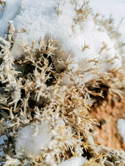 grass in the snow