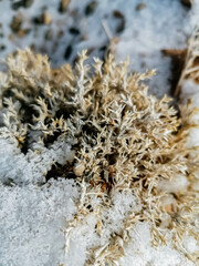 frost on the branches