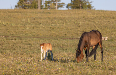 Wild Horse Mare and Foal in Summer in the Pryor Mountains Montana