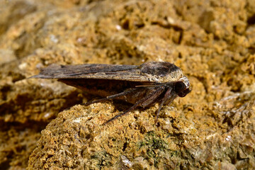 Hausmutter // Large yellow underwing (Noctua pronuba)