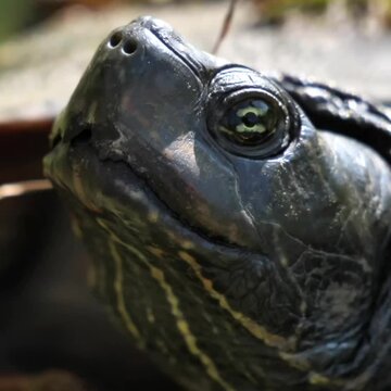 close up of a blinking turtle eye