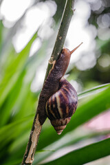snail on a leaf