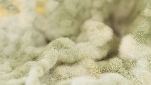 Close up of green mold fungal fugus on food, cheese expired, macro of dangerous food.