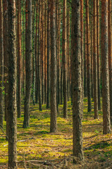 A row of young pines planted in the forest