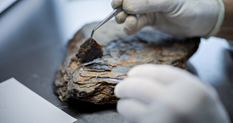 Close up of archaeologist in gloves cleaning fossil using professional tools. Scientist works with...