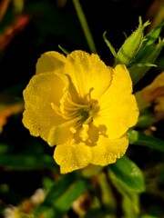 yellow flower