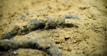 Close up shot of cleaning skeleton of prehistoric human or animal from sand with tools and brush. Archaeologist works with fossil bones of extinct dinosaur in archaeological lab. Archaeology concept.